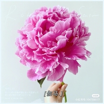 Gamma-peony drug heavy valve for thousands of imported varieties domestically cultivated