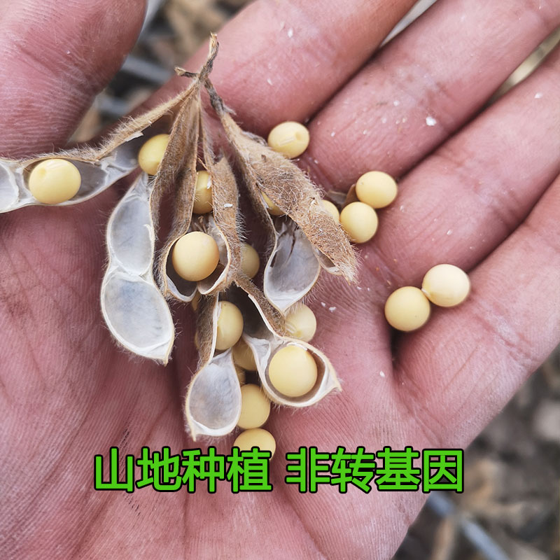 东北农家自种极小粒黄豆生豆芽纳豆专用出芽率98%杂粮豆新货包邮 - 图0