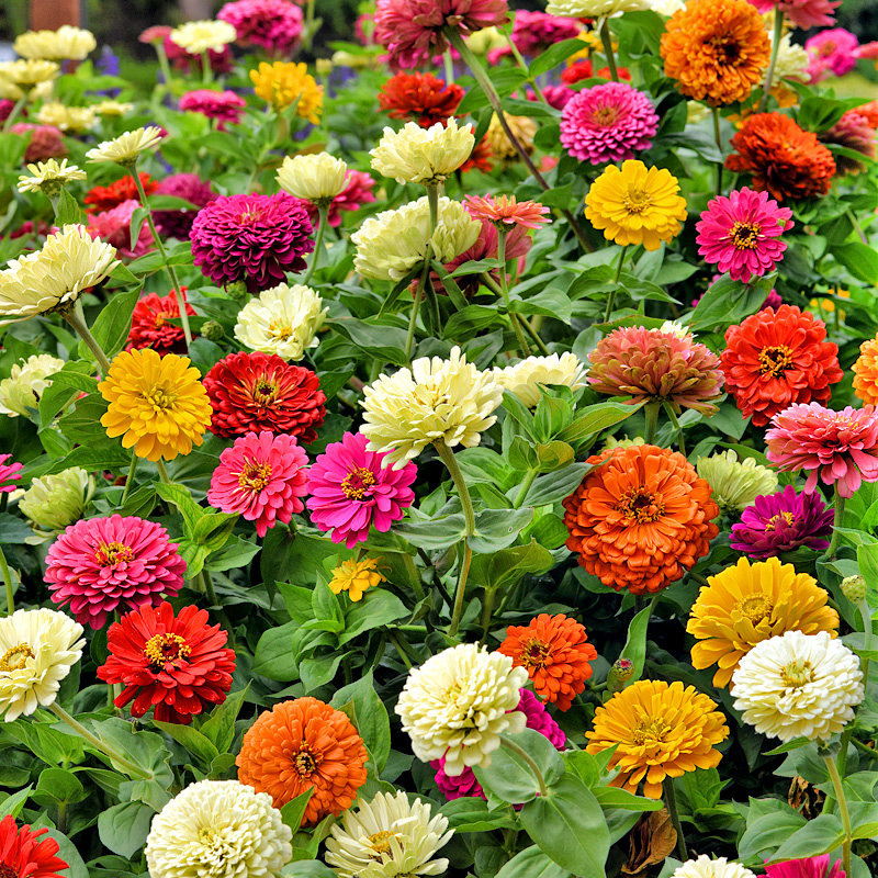 百日草种子花卉花草种子1000粒 肥料 热品库 性价比省钱购