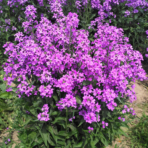 花种子欧亚香花芥春秋播蓝香芥种子观花花卉草花种子易播易活包邮