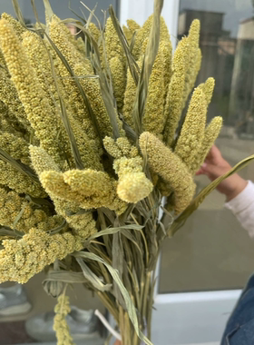 天然小米谷穗干花花束五谷丰登居家摆设拍摄道具手工插花永生花束