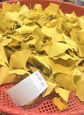 干花银杏叶花朵树叶落叶干叶子金色标本书签DIY手工幼儿园