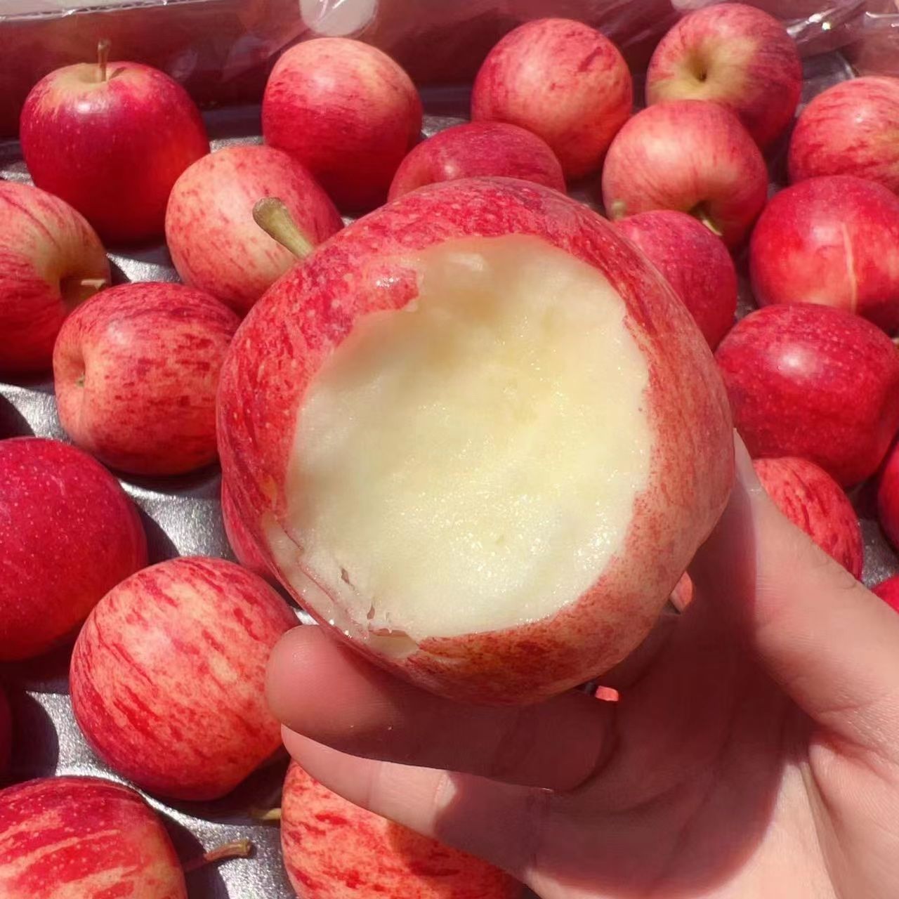 新西兰加力果大果高档进口嘎啦苹果gala果红玫瑰当季脆甜顺丰包邮 - 图2