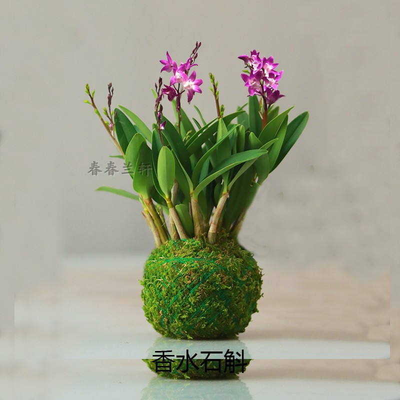 买花送花盆澳洲香水石斛兰花苗浓香型花卉绿植室内盆栽铁皮石斛苗