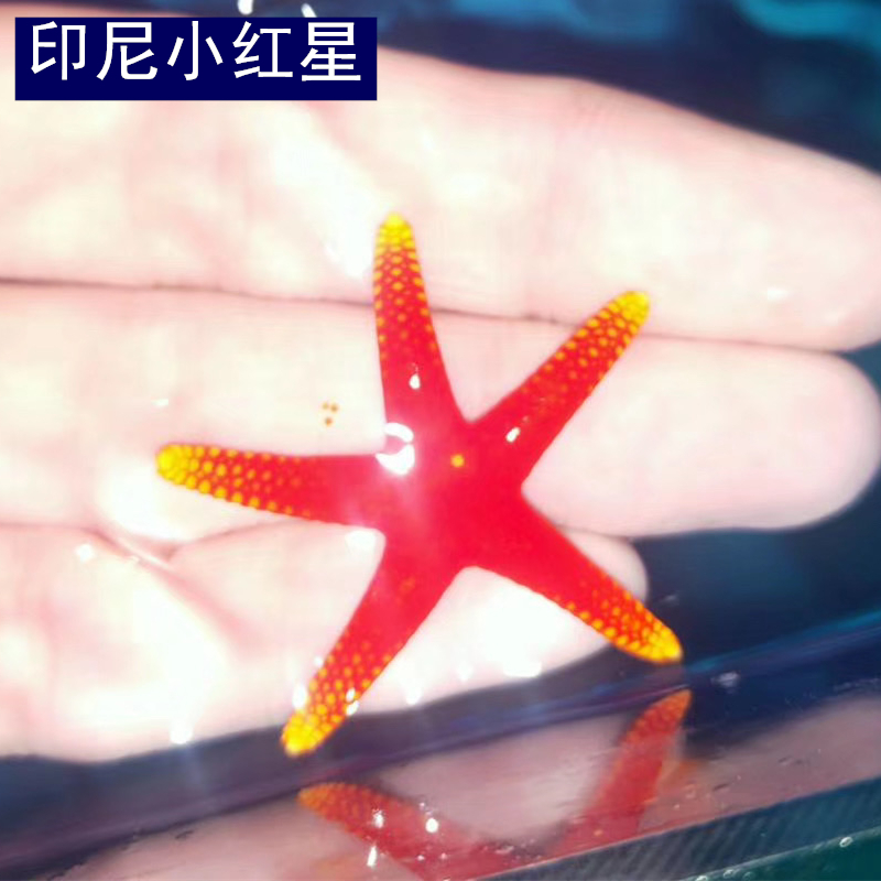 翻沙星 海水水族宠物 蓝海星红海星饼干海星 朱古力海星蛇纹 海星 - 图1