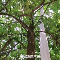 Collection of anise special long bag to import Oxford cloth Drum Bag tea oil paparazzi landslide long bag