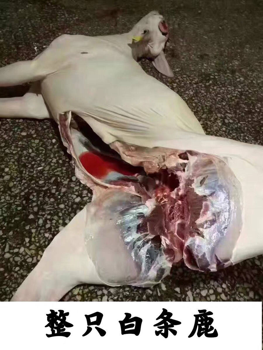 吉林正宗梅花鹿整只新鲜梅花鹿肉 鹿肉白条生鲜猛滋补 顺丰包邮亲