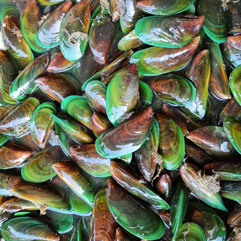 现捕新鲜活青口贝海虹鲜活野生淡菜水产青口海鲜贝壳肉3斤装包邮_虎窝淘
