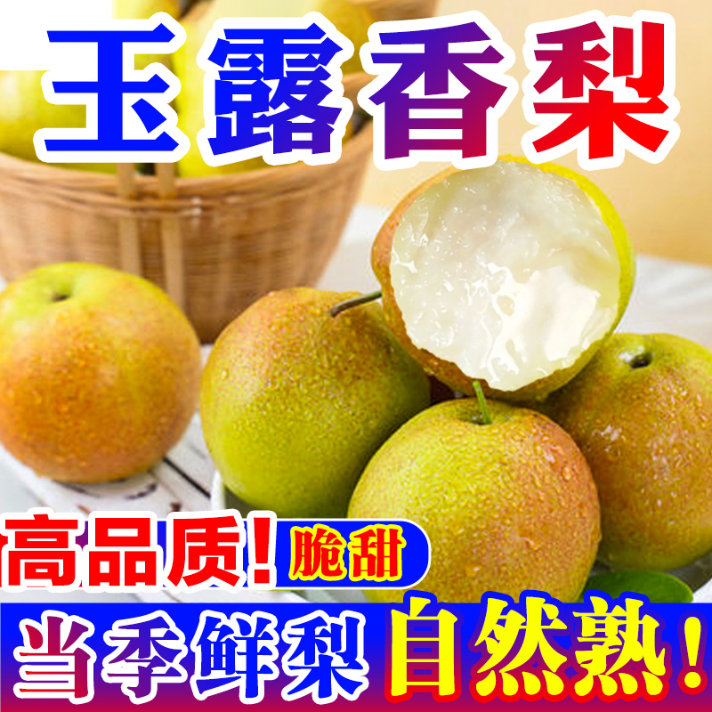 【梨中贵族】玉露香梨山西特产新鲜水果酥脆无渣皮薄脆甜多汁精品 - 图2