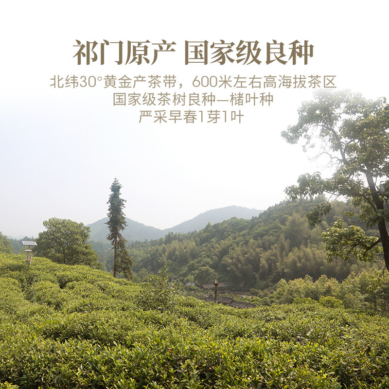 艺福堂安徽黄山特级正宗祁门红茶 艺福堂茗茶祁门红茶