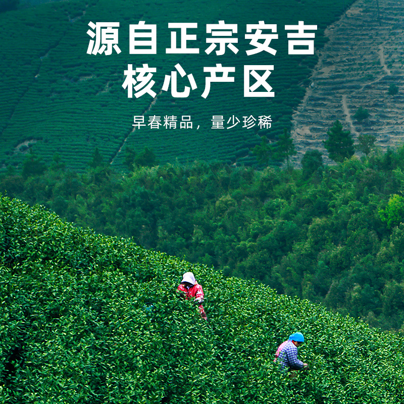 2024新茶上市艺福堂天仙白茶叶明前精品白茶安吉珍稀原产绿茶40g - 图1