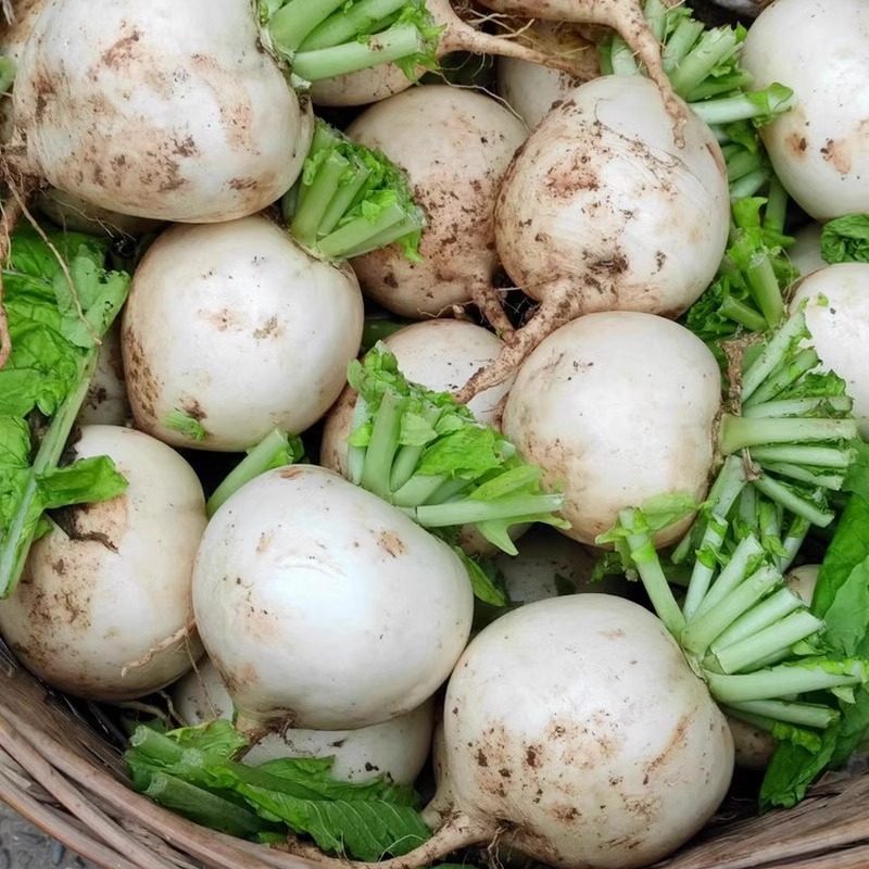 四川蔬菜新鲜圆白萝卜春不老现拔农家菜自种青菜泡菜水果萝卜,淘宝优惠券,粉丝福利购,淘宝优惠卷