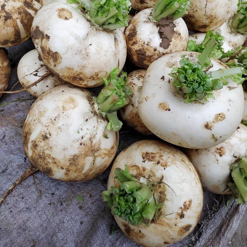 四川蔬菜新鲜圆白萝卜春不老现拔农家菜自种青菜泡菜水果萝卜,淘宝优惠券,粉丝福利购,淘宝优惠卷