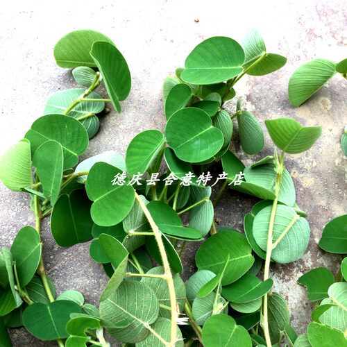 广金钱草小苗 大叶落地金钱绿植盆栽溶石中草药原杯发货包邮 - 图1