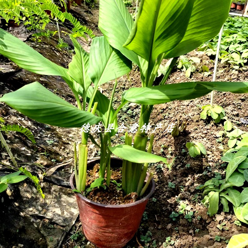 新鲜黄姜 德庆山野小黄姜生姜食用土姜黄黄肉姜产后调节月子姜包 - 图1