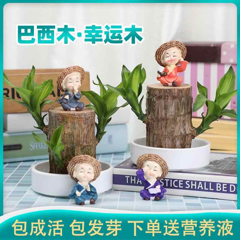 幸运植物 新人首单立减十元 22年4月 淘宝海外