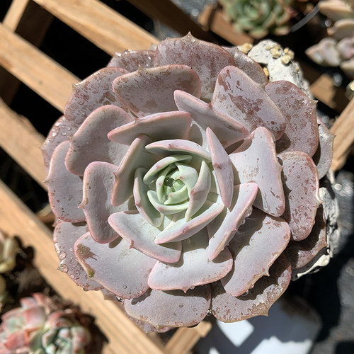 露娜莲景天科拟石莲属多肉植物单头周正颜色粉蝶仙仙精致创意绿植 - 图0