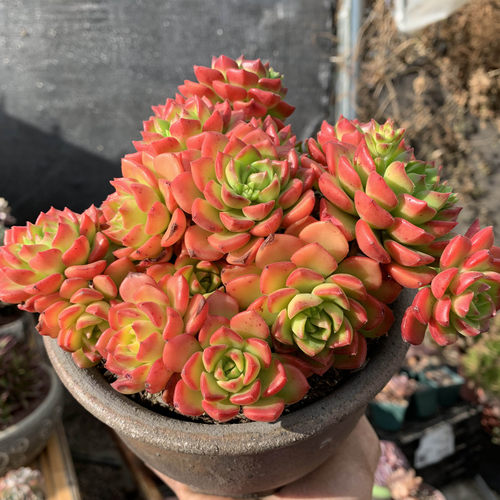 新手好养易爆盆大株多肉植物散群火焰蒂亚状态实拍带土球原盆发货 - 图0