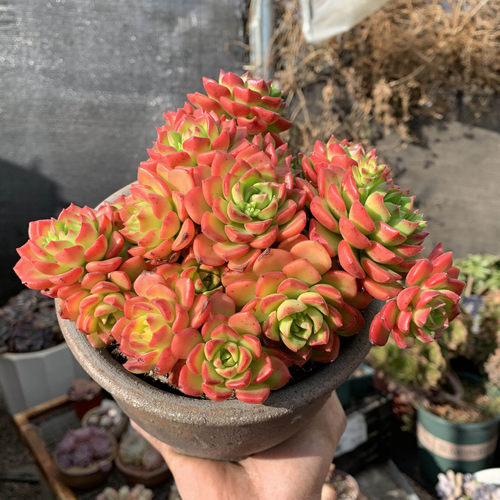新手好养易爆盆大株多肉植物散群火焰蒂亚状态实拍带土球原盆发货 - 图2