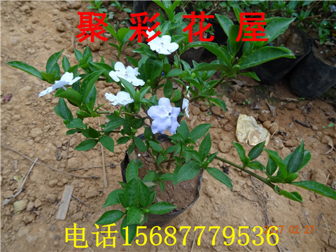 盆栽茉莉花苗双色茉莉鸳鸯茉莉花苗花开两色-图0