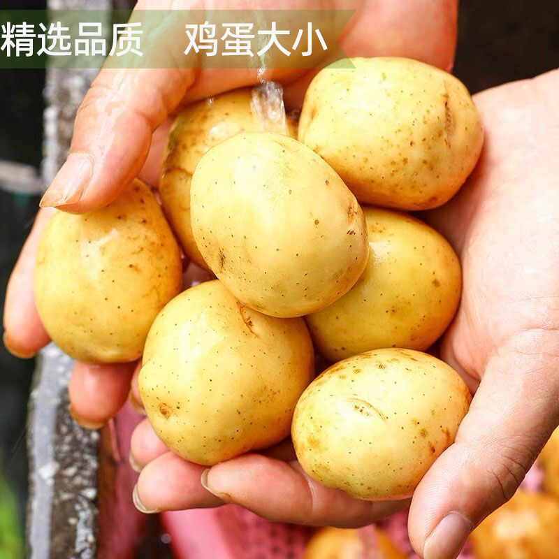 新鲜小土豆迷你黄肉马铃薯农家自种洋芋西餐食材沙拉烤制蔬菜包邮 - 图2