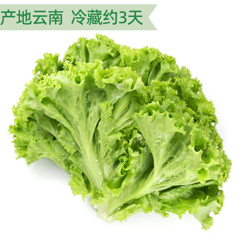 罗莎绿新鲜绿毛生菜绿珊瑚散叶清洗即食蔬菜轻食沙拉菜西餐厅食材,淘宝优惠券,粉丝福利购,淘宝优惠卷