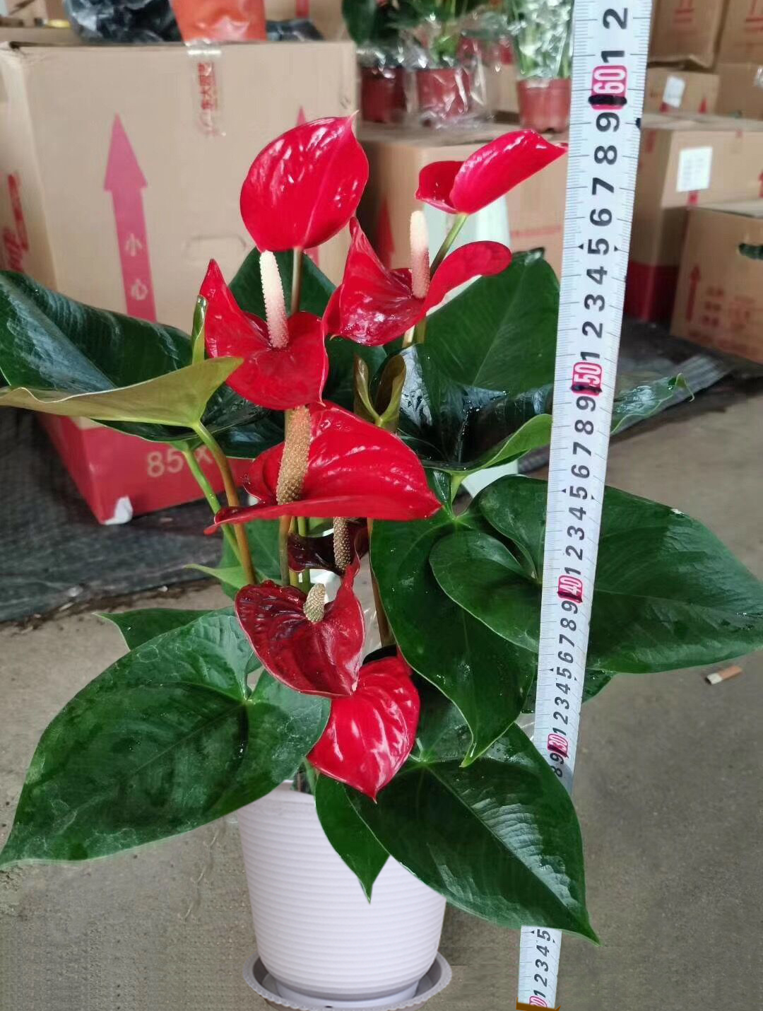 大型红掌盆栽白掌粉掌好养植物四季开花火鹤花卉大盆绿植室内客厅 - 图0