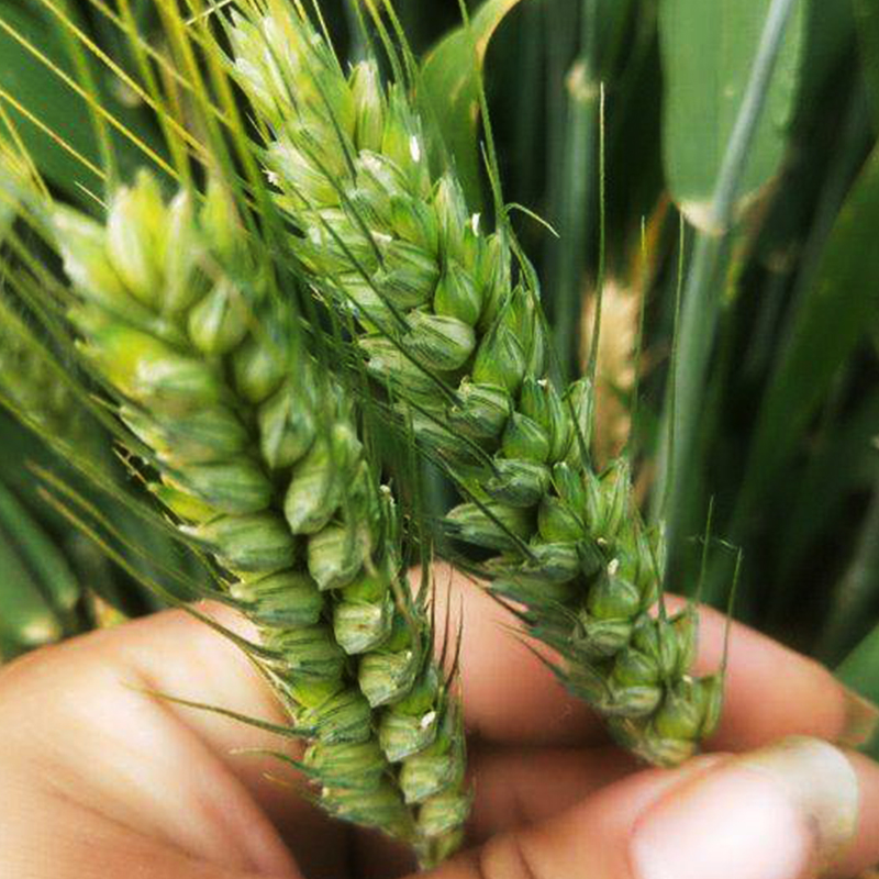 优质强筋冬小麦种子高产小麦济麦22山东农科院育矮秆抗倒大穗原种 - 图1