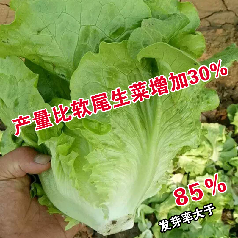 盛夏耐抽苔生菜种子 耐热 耐寒 抗病 产量高 不老化 四季播生菜籽