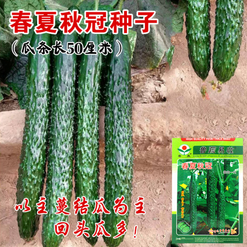 春夏秋冠强雌长黄瓜种子 黄瓜种子节节有瓜绿心黄瓜 亮绿果肉种子 - 图1