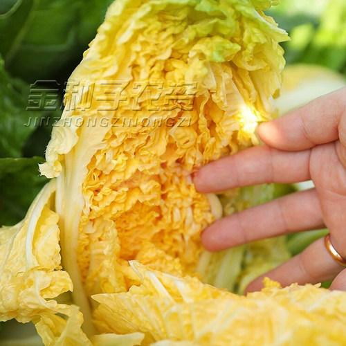 四季火娃快菜种子 耐热耐湿夏秋小白菜抗热速生快菜蔬菜种子籽孑 - 图1