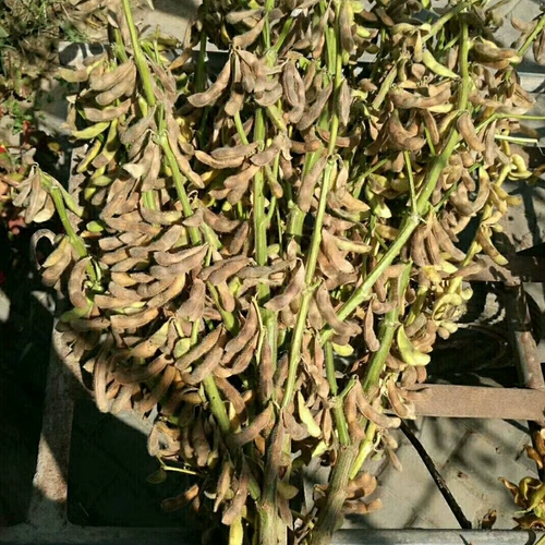 Семена соевых бобов с высоким уровнем соевого сои Джек.