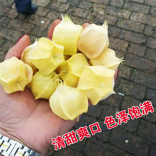 小姑娘种子黄菇娘果种红灯笼果实种子果阳台盆栽观赏水果种子 - 图0