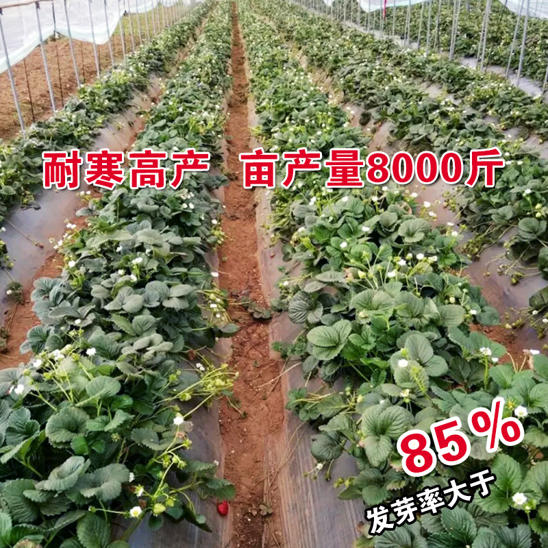 食用奶油大草莓种籽子四季种植室内阳台盆栽水果农家蔬菜草莓种子