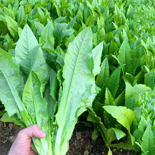 宽叶香甜油麦菜种子口感为鲜嫩清香盆栽四季蔬菜种子好吃好种春季 - 图1