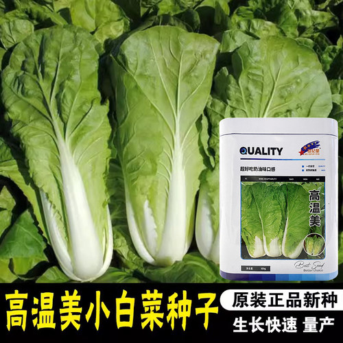 春夏高温耐热快菜28天速生白菜蔬菜种子四季播种菜籽快速收获 - 图0