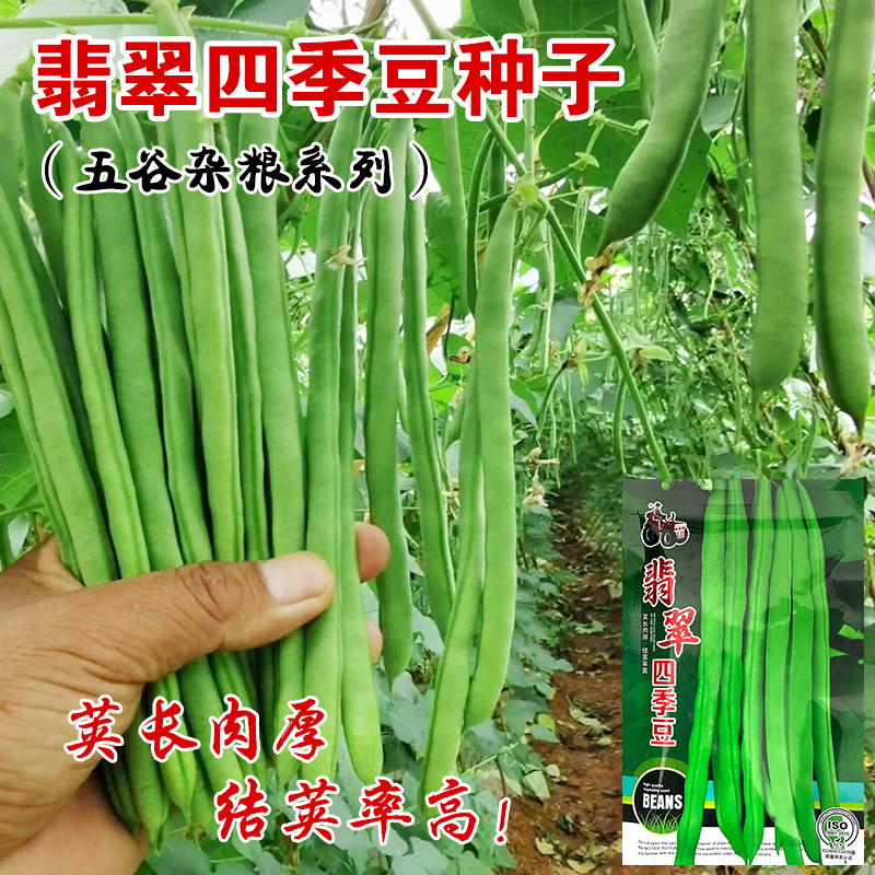 嫩玉豌豆小金豆种子豆仁甜脆青豌豆种籽四季豆蔬菜孑农用豆角籽种