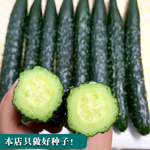 春夏秋冠强雌长黄瓜种子 黄瓜种子节节有瓜绿心黄瓜 亮绿果肉种子 - 图2
