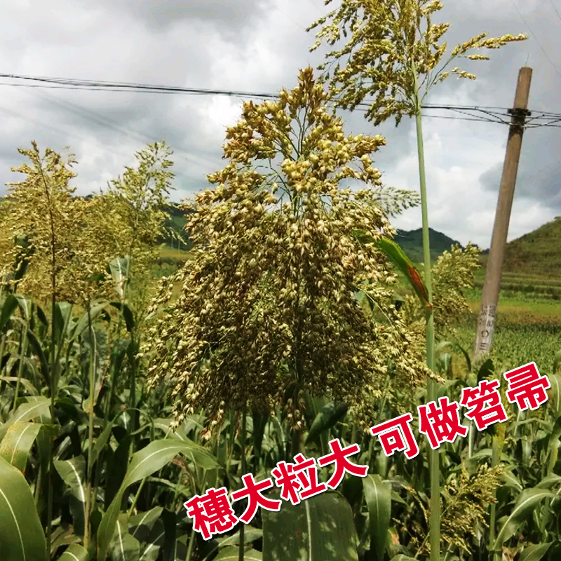 笤帚高粱种子孑红樱子红糯高粱种子 春季酿酒原料矮生抗旱高产籽