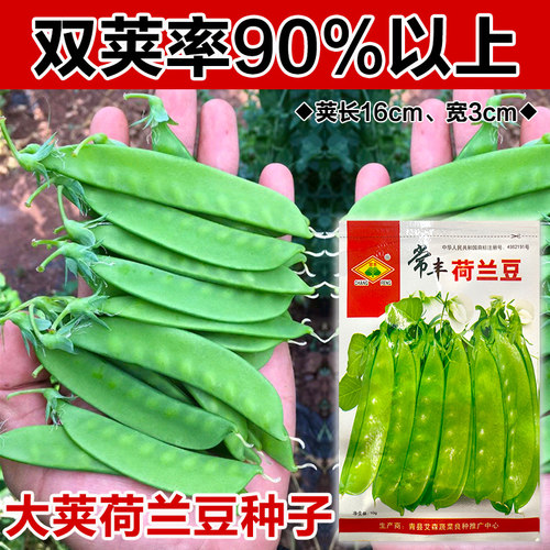 【荷兰豆种子】大荚型 好种 高产春秋菜豆青豆籽四季荚豌豆春季播 - 图1