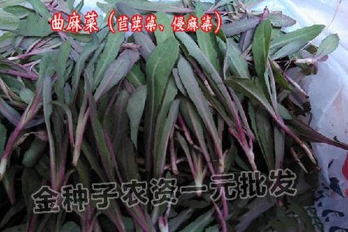 苦麻菜曲麻菜苣荬菜侵麻菜青麻菜 种子东北营养蔬菜种籽 - 图1