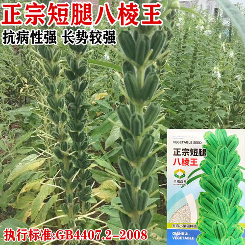短矮腿八棱王白芝麻种子农家高2米抗倒伏八棱蒴果榨油芝麻种夏季 - 图2