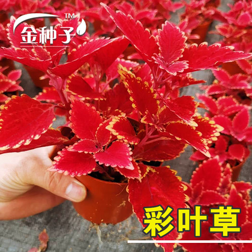 彩叶草种子红叶草花种子观叶花草观赏四季可播易种室内阳台盆栽花 - 图0