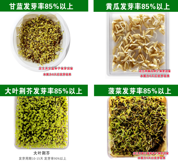 四季播种蔬菜种子大全阳台庭院盆栽室内种植番茄生菜香菜草莓籽秋 - 图2