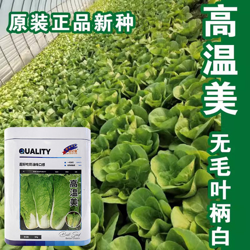 春夏高温耐热快菜28天速生白菜蔬菜种子四季播种菜籽快速收获 - 图1