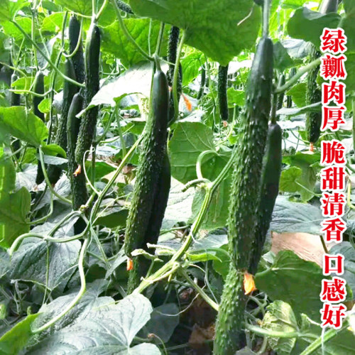 春夏秋冠强雌长黄瓜种子 黄瓜种子节节有瓜绿心黄瓜 亮绿果肉种子 - 图0