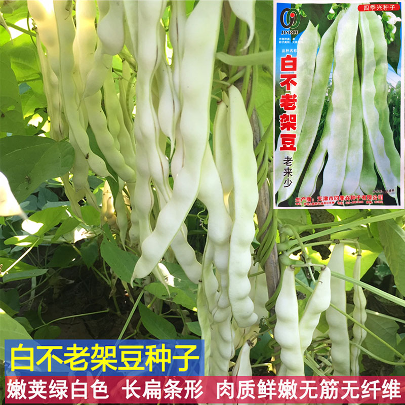 九粒白不老来少芸豆架豆种子豆角四季菜豆春季秋冬农家蔬菜种孑籽 - 图2