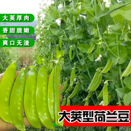 【荷兰豆种子】大荚型 好种 高产春秋菜豆青豆籽四季荚豌豆春季播 - 图2