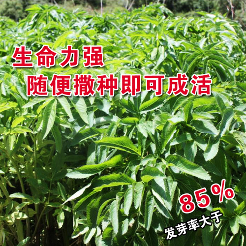 甘草种子 中草药材种子 甜草 耐热耐寒耐瘠薄 四季播 易种 盆栽 - 图0