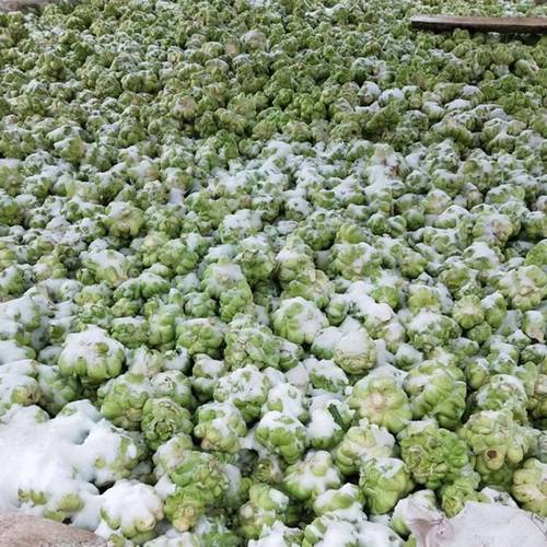 特大榨菜种子涪陵榨菜叶用茎用芥菜种子疙瘩菜耐寒耐抽薹蔬菜种子 - 图2